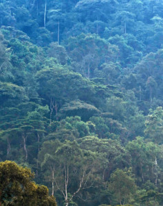 Bergregenwald Uganda private Safari