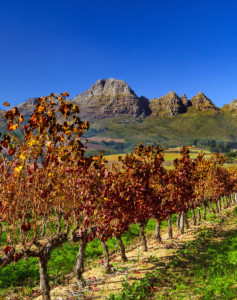 Weinreise Südafrika