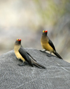 Zwei Wochen Suedafrika Safari