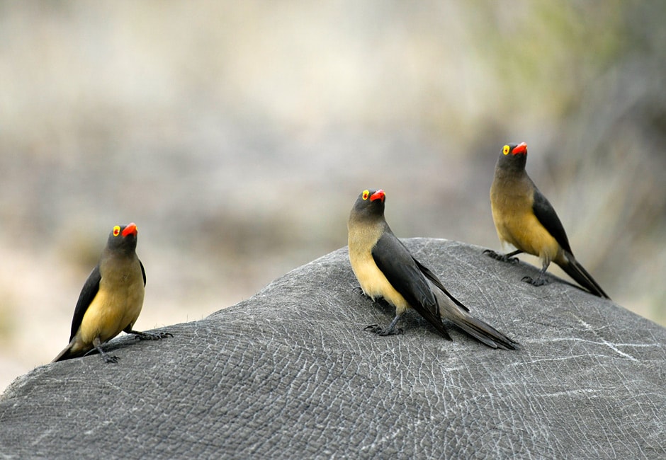 Zwei Wochen Suedafrika Safari