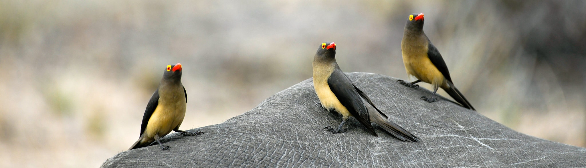 Zwei Wochen Suedafrika Safari