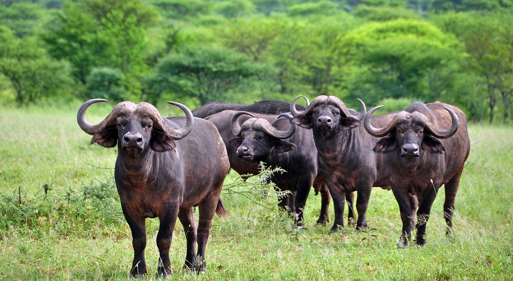 Big five wo gut beobachten Büffel