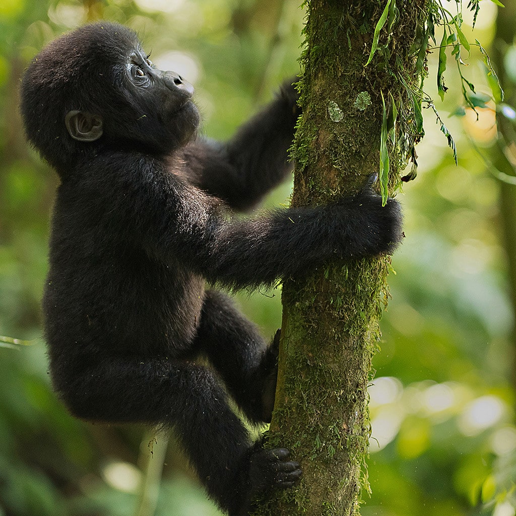 Gorilla Trekking Ruanda