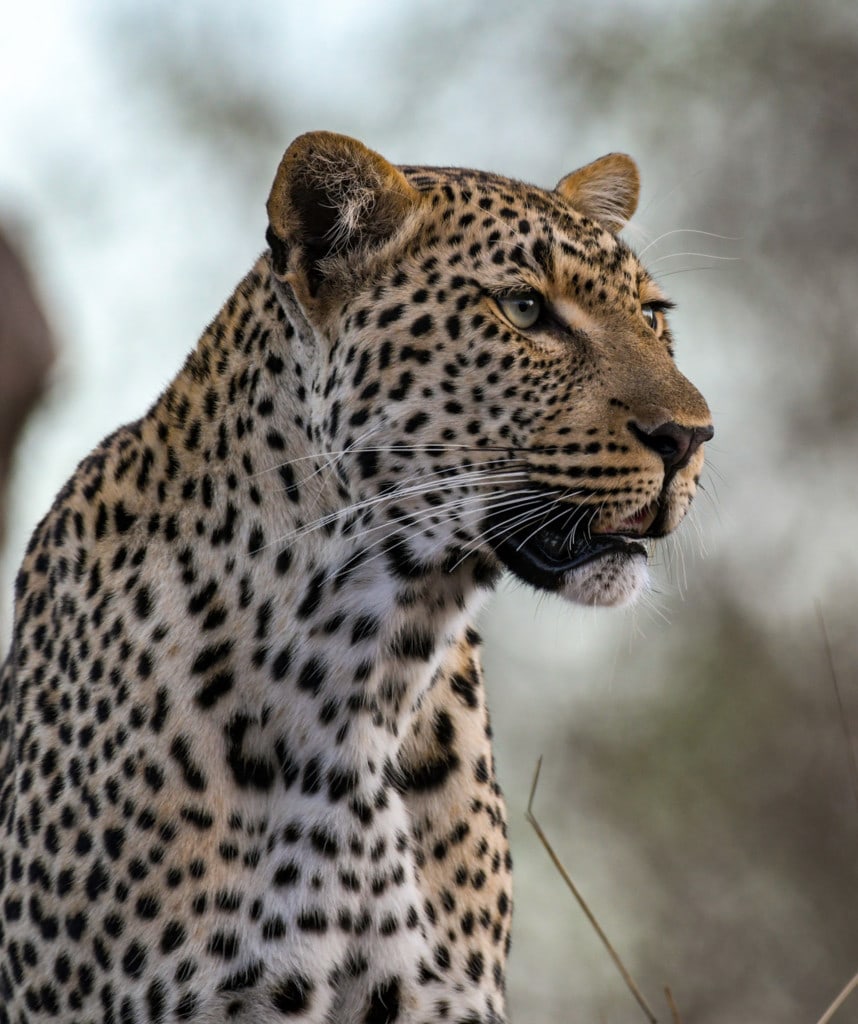 Highlights Krueger Nationalpark Safari Tour Balule