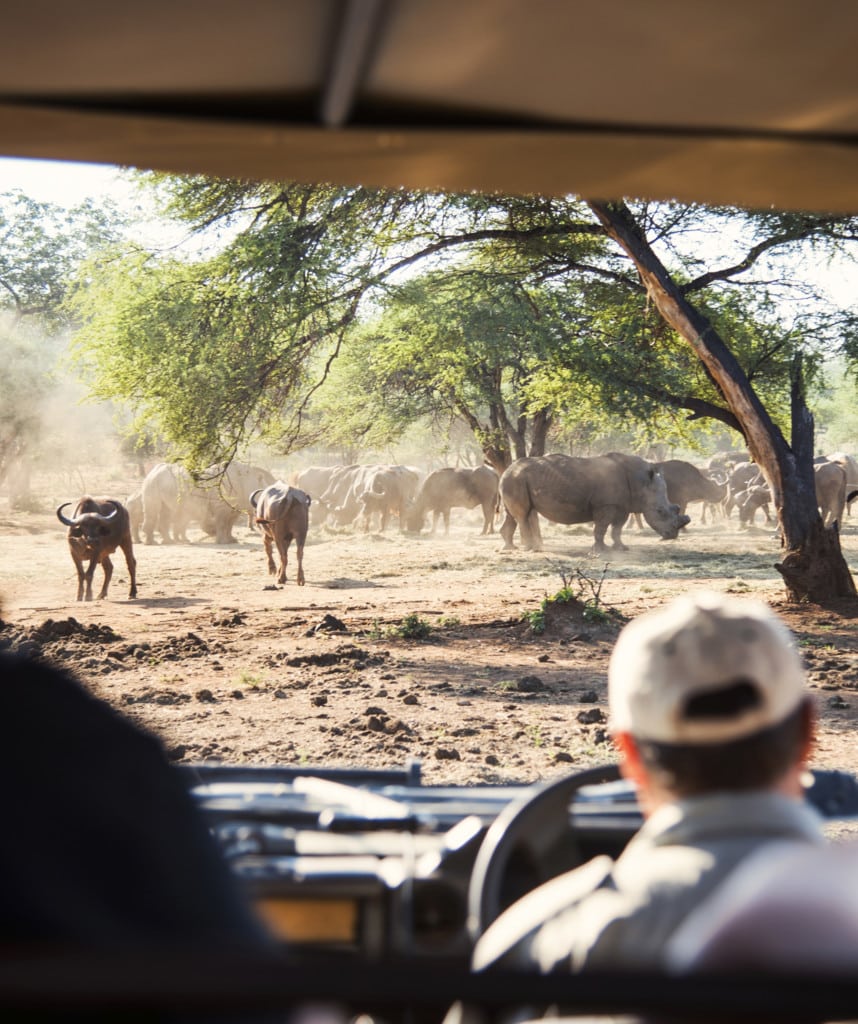Highlights Suedafrika Entdecken Balule
