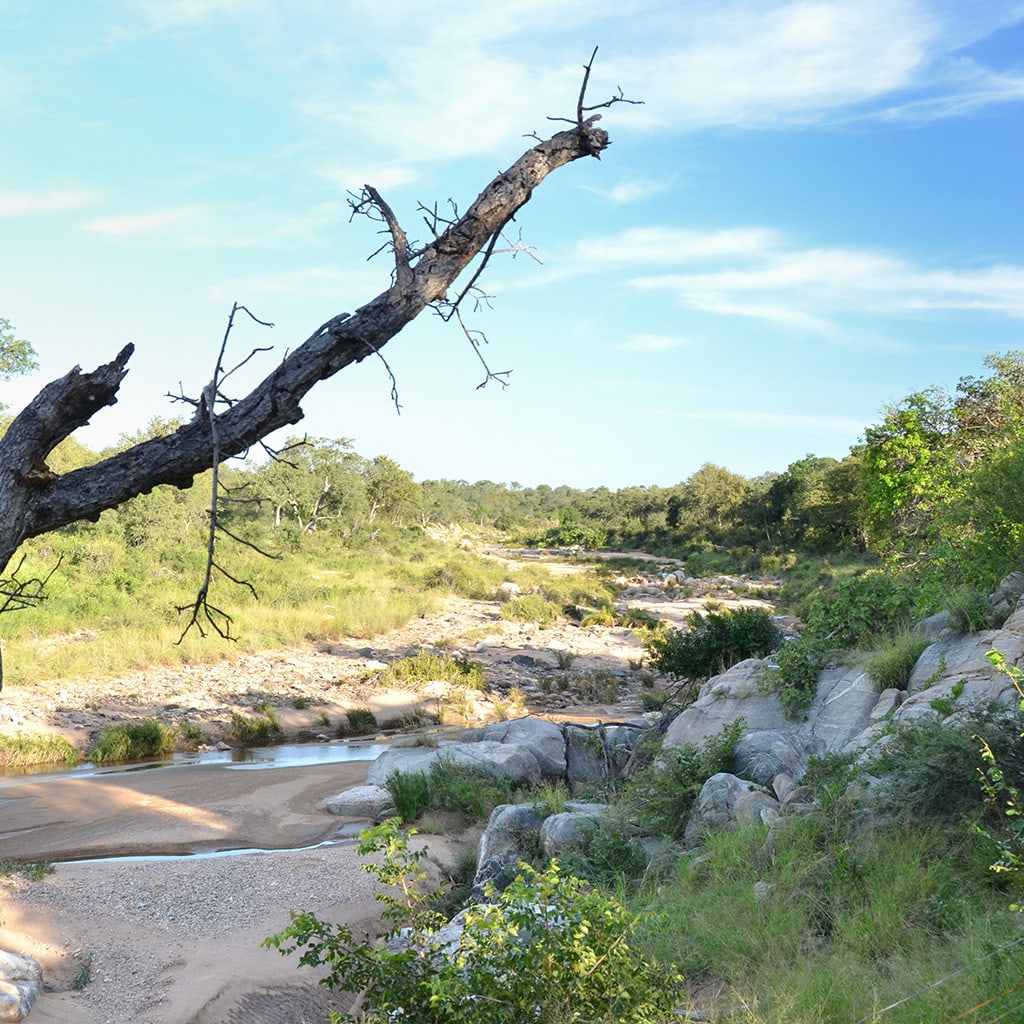 Krueger Nationalpark Safari Tour