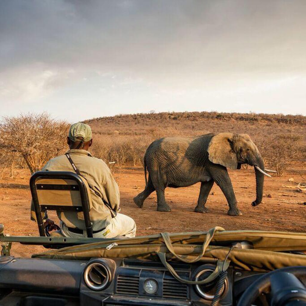Madikwe Safari Impodimo Lodge