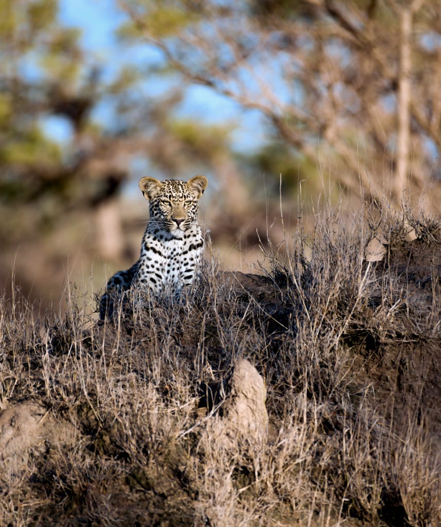 Madikwe Safari Wildtiere Highlights
