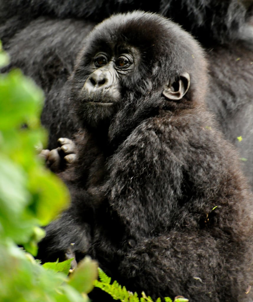 Ruanda Reisen Highlight Berggorillas