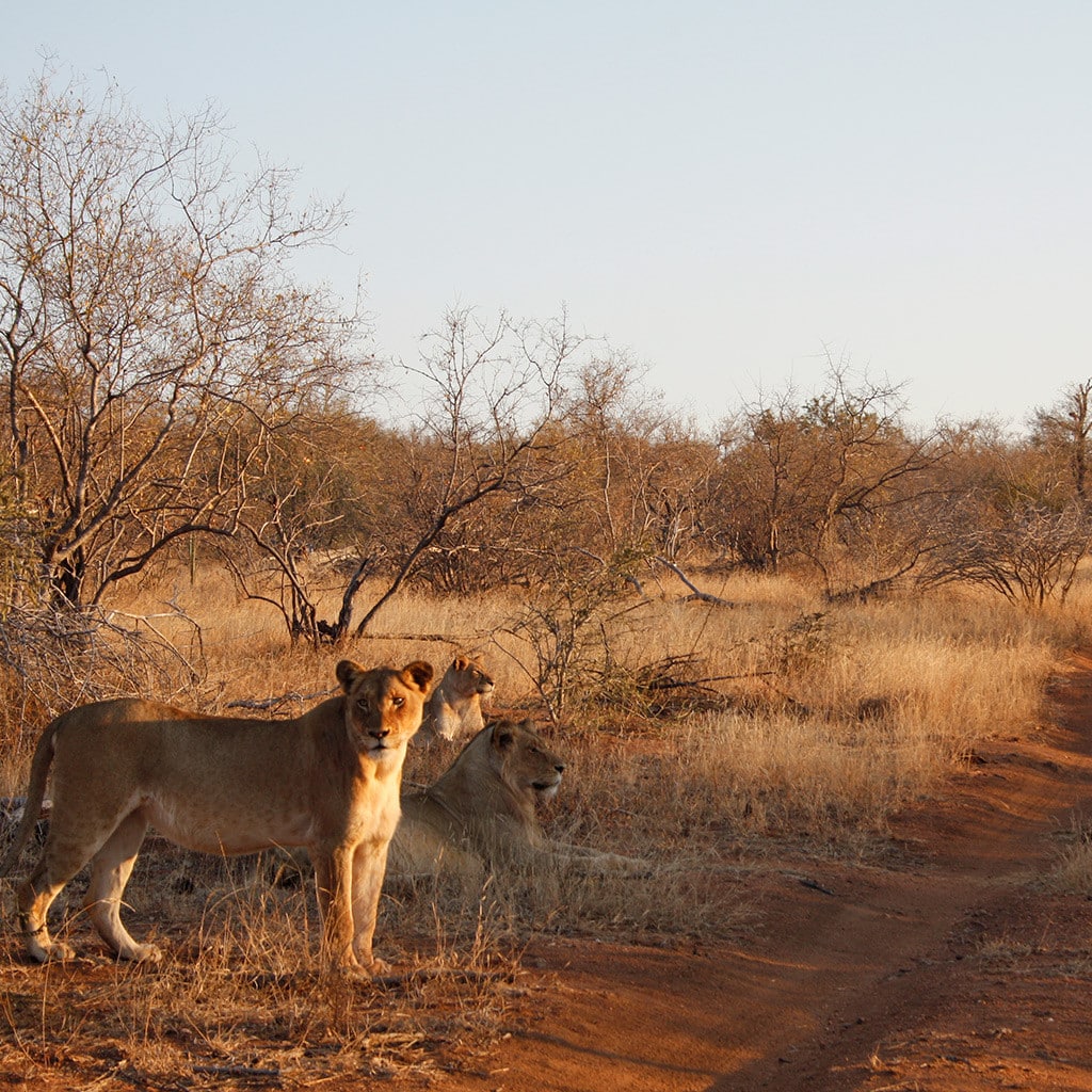 Südafrika Rundreise Auto Löwen