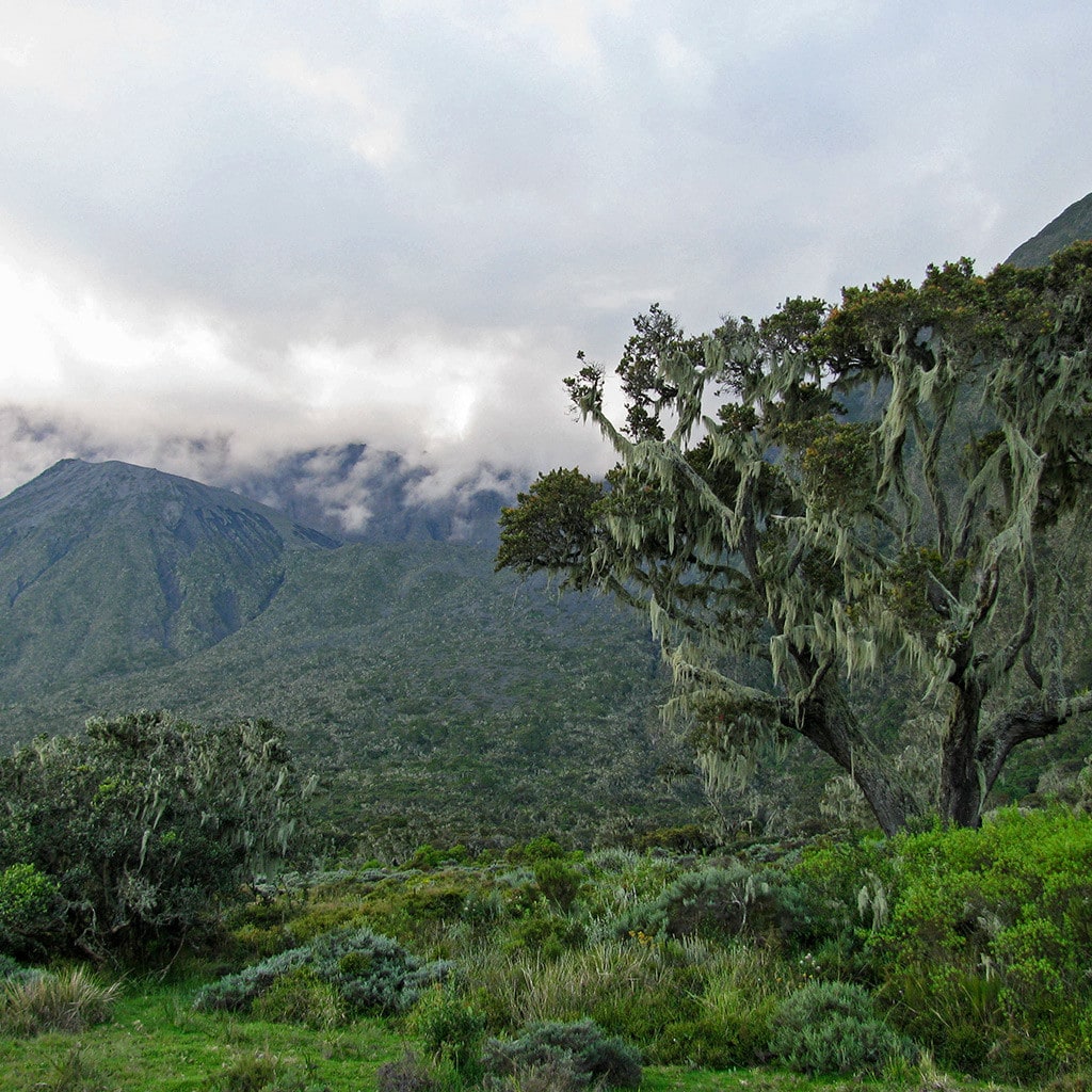 Vier Tage Mt Meru Trekking Wald