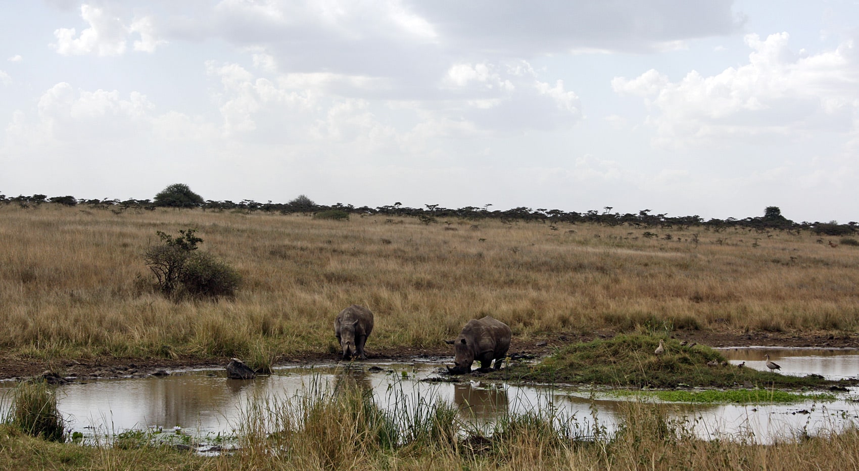 Beste Orte Safaris Kenia Nashörner