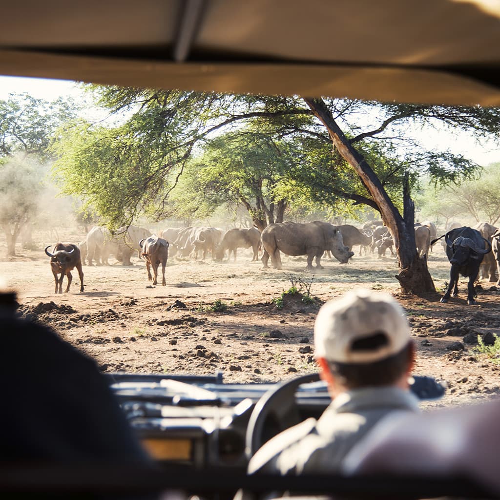 Gefuehrte Safari Tour Krueger Nationalpark