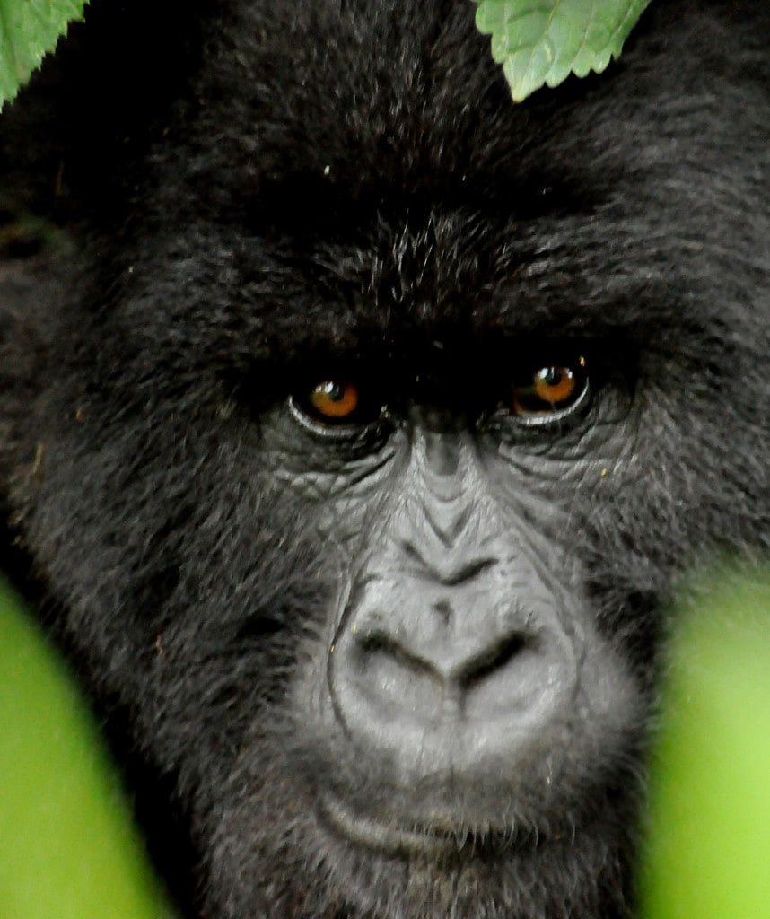 Highlight Gorilla Trekking Ruanda