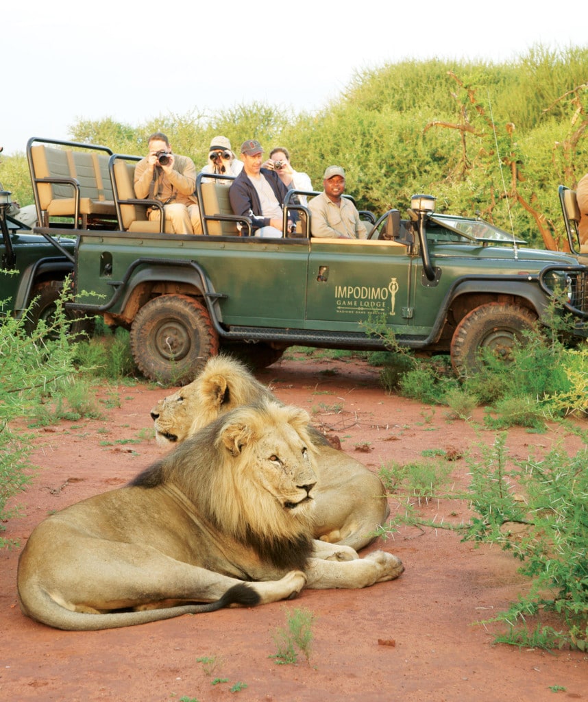 Highlight Pirschfahrt Impodimo Lodge