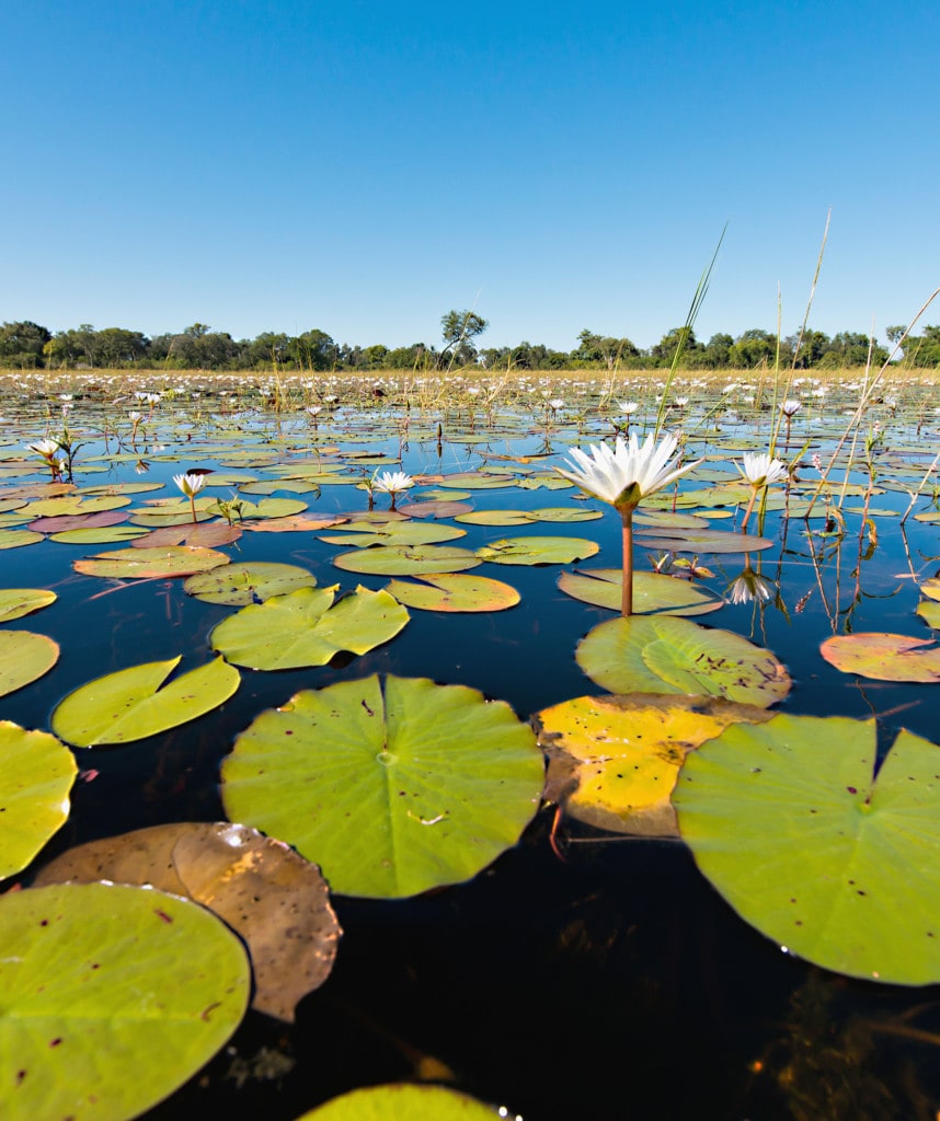 Highlights Rundreise Botswana Simbabwe Okavango
