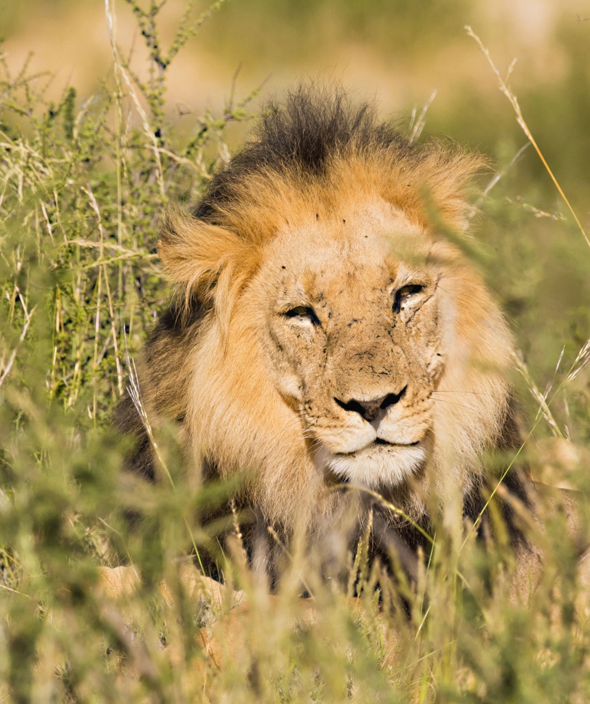 Highlights Suedafrika Entdecken Krueger