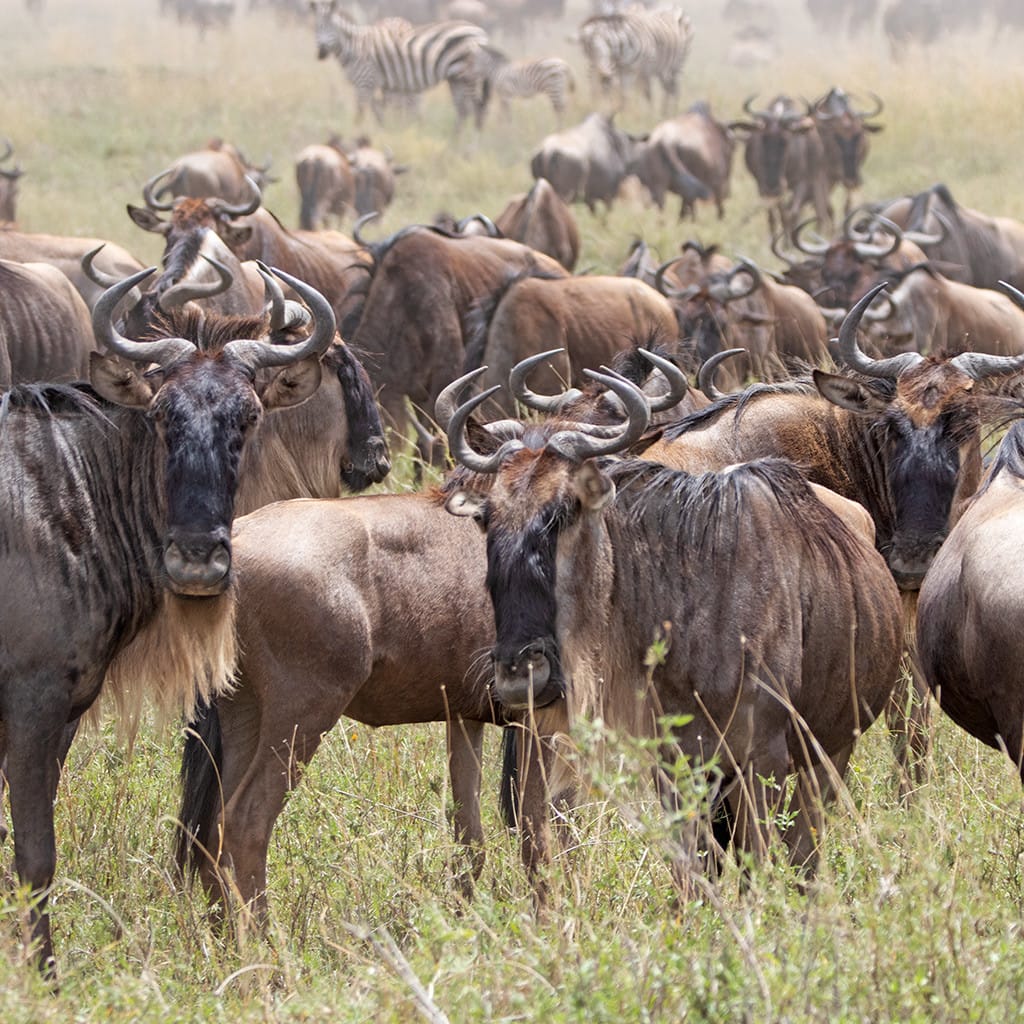 Kenia & Tansania Camping Safari Migration