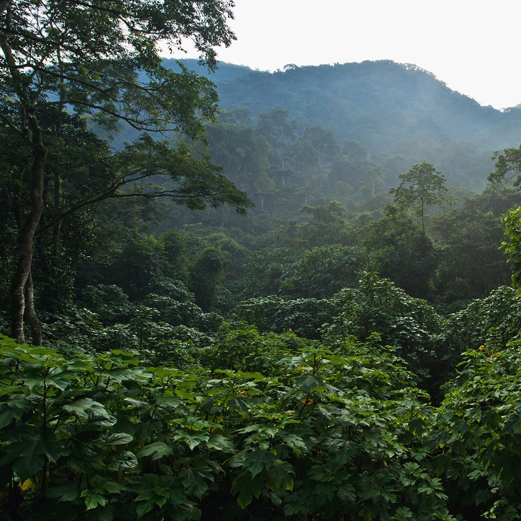Landschaft Gorilla Trekking Ruanda