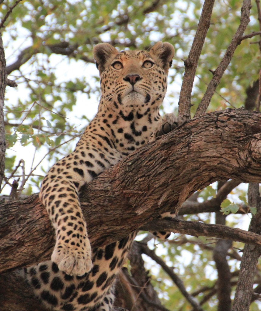 Leopard Moremi Botswana Reise