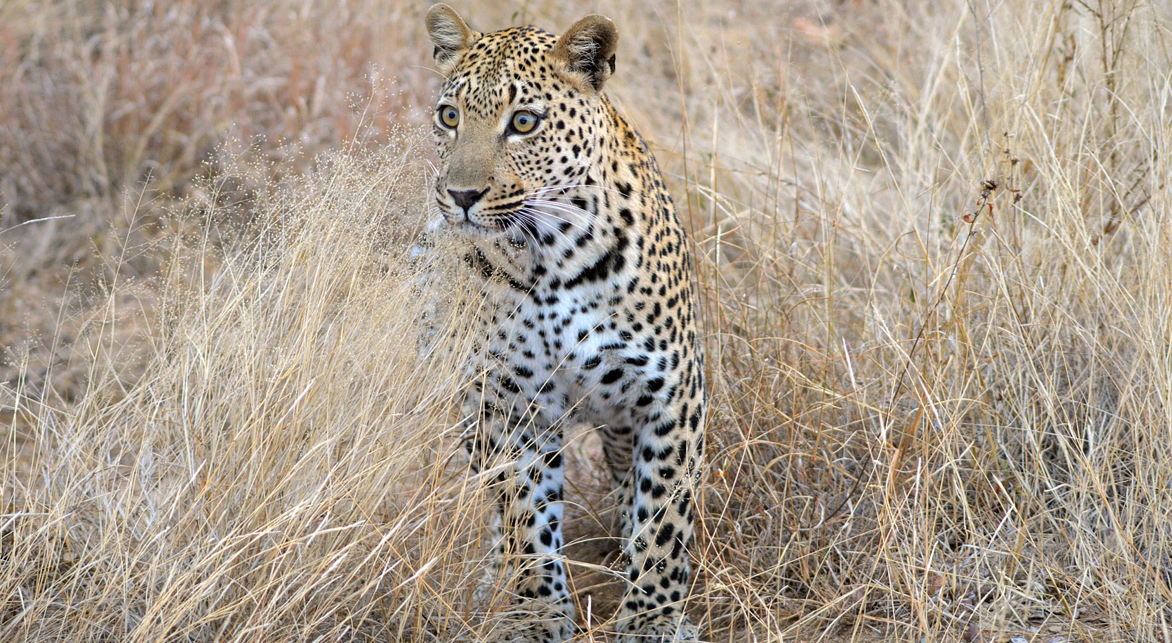 Leopard wo am besten Big five sehen Südafrika