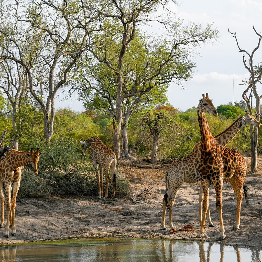 Madikwe Safari Giraffen
