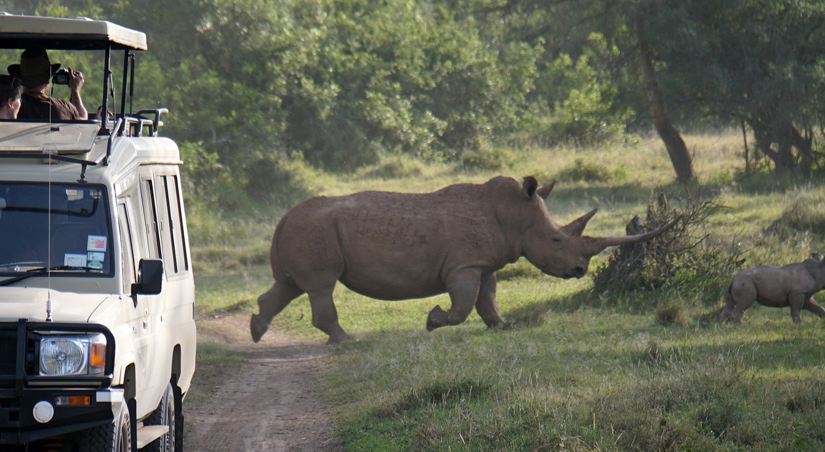 Nashörner wo beste Chancen beobachten