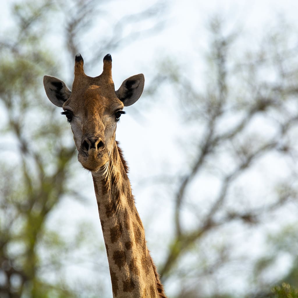 Overland Reise Suedafrika Entdecken
