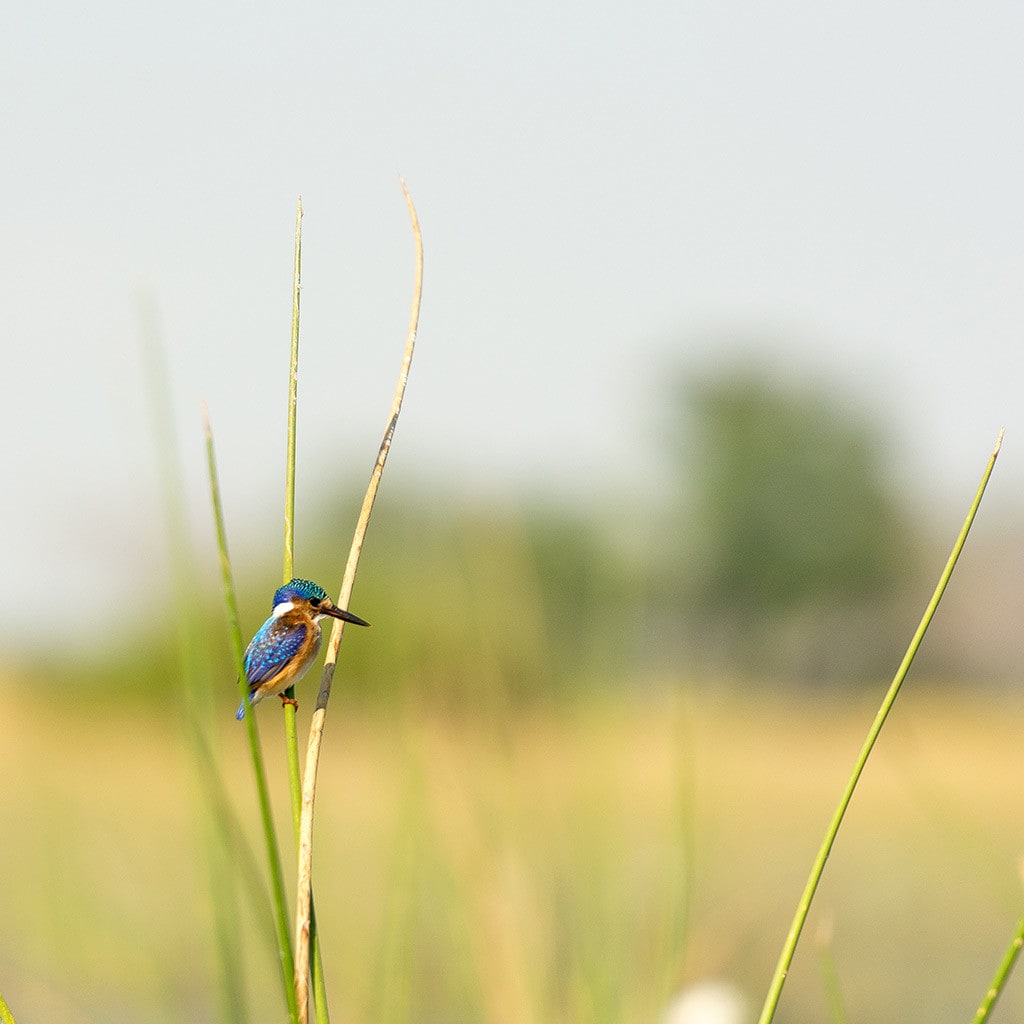 Overland Rundreise Botswana Simbabwe