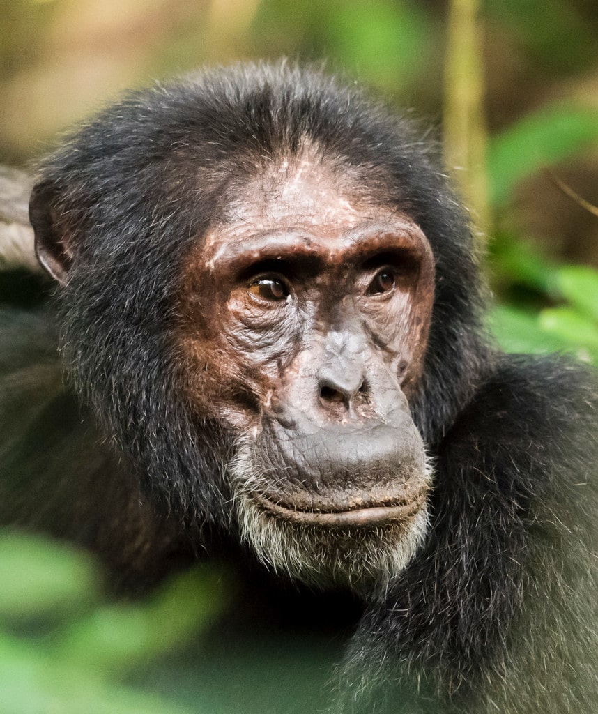 Highlight auf Ruanda Reisen Schimpansen Trekking