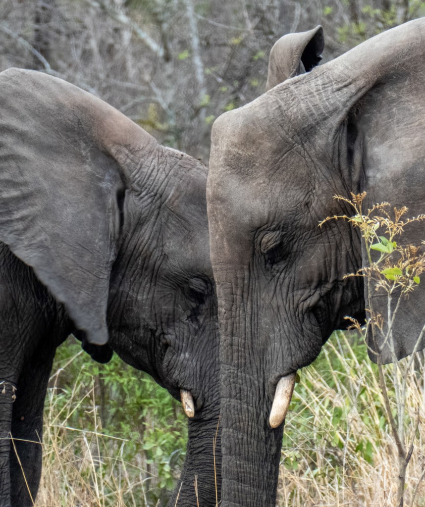 Tiersichtungen Rundreise Südafrika Auto