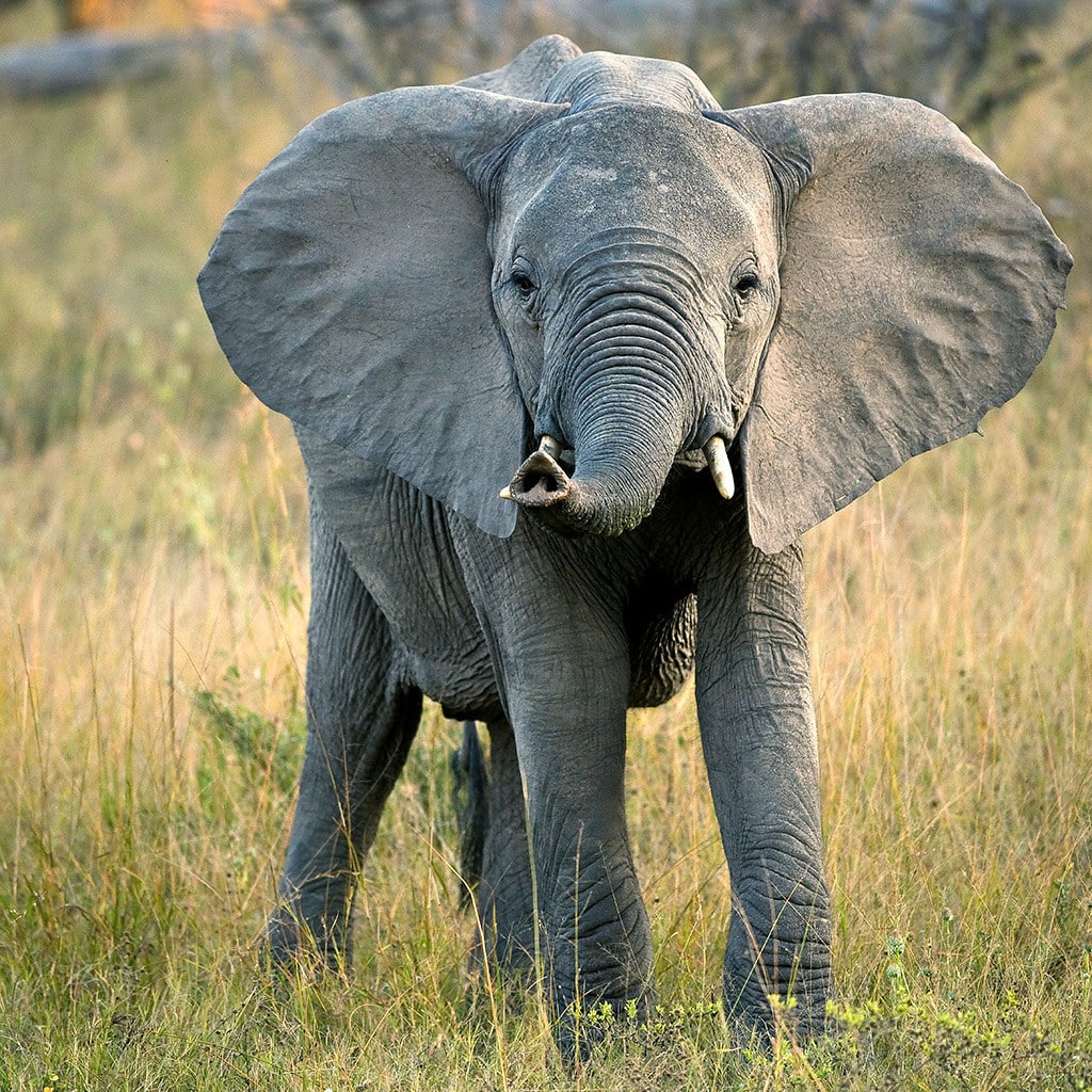 Botswana Simbabwe Rundreise Gruppe