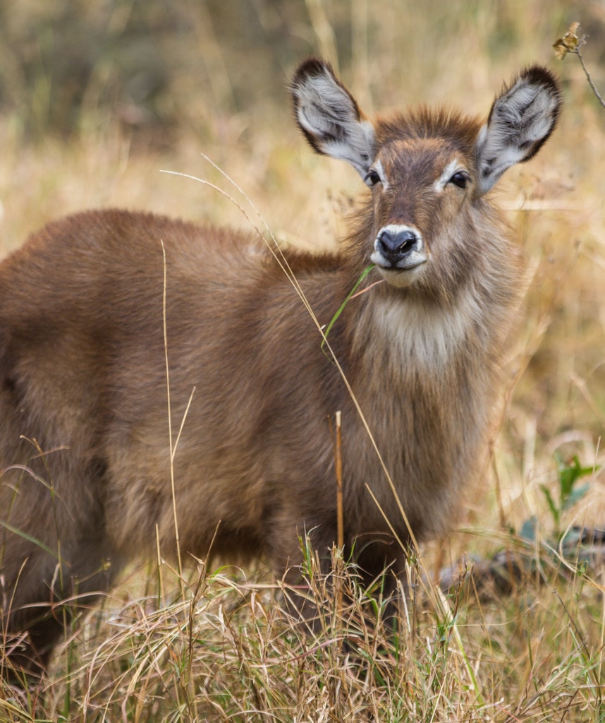 Chobe Botswana Reise Highlights