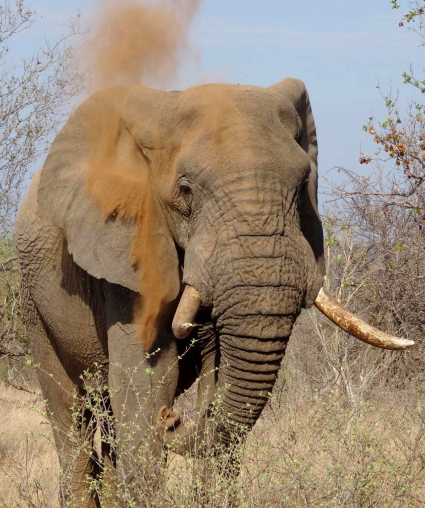 Highlights Krueger Nationalpark Safari Tour Krueger