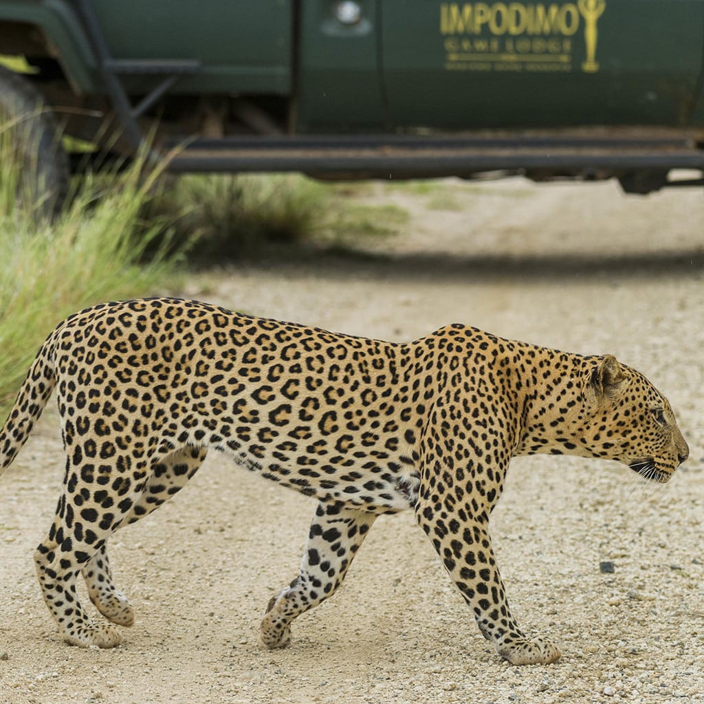 Leopard Madikwe Safari Suedafrika Impodimo