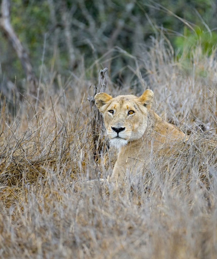 Mosambikreisen Sehenswürdigkeiten Safaris