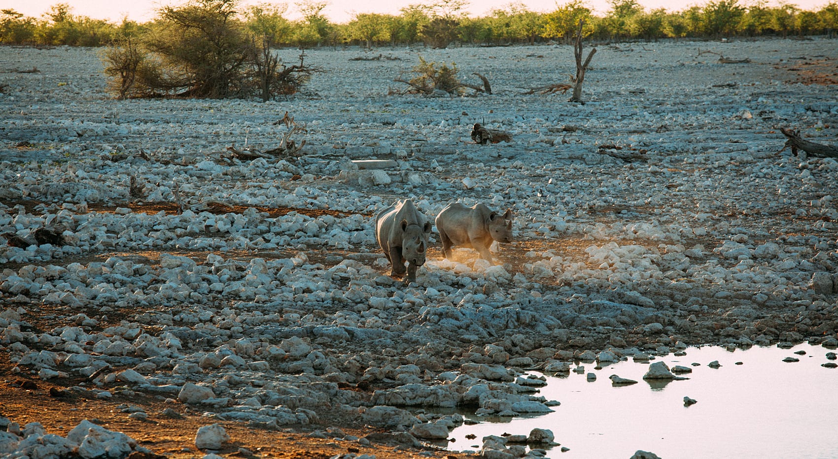 Nashorn Big-five wo beobachten Namibia