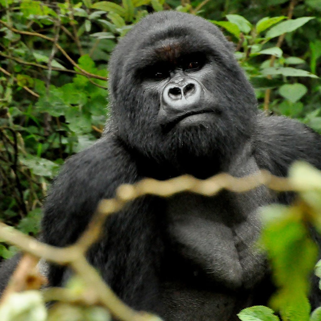 Ruanda Berggorilla Trekking