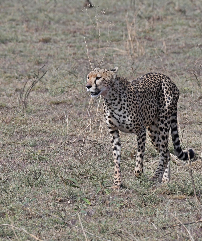 Serengeti Highlight Camping Safari Tansania & Kenia