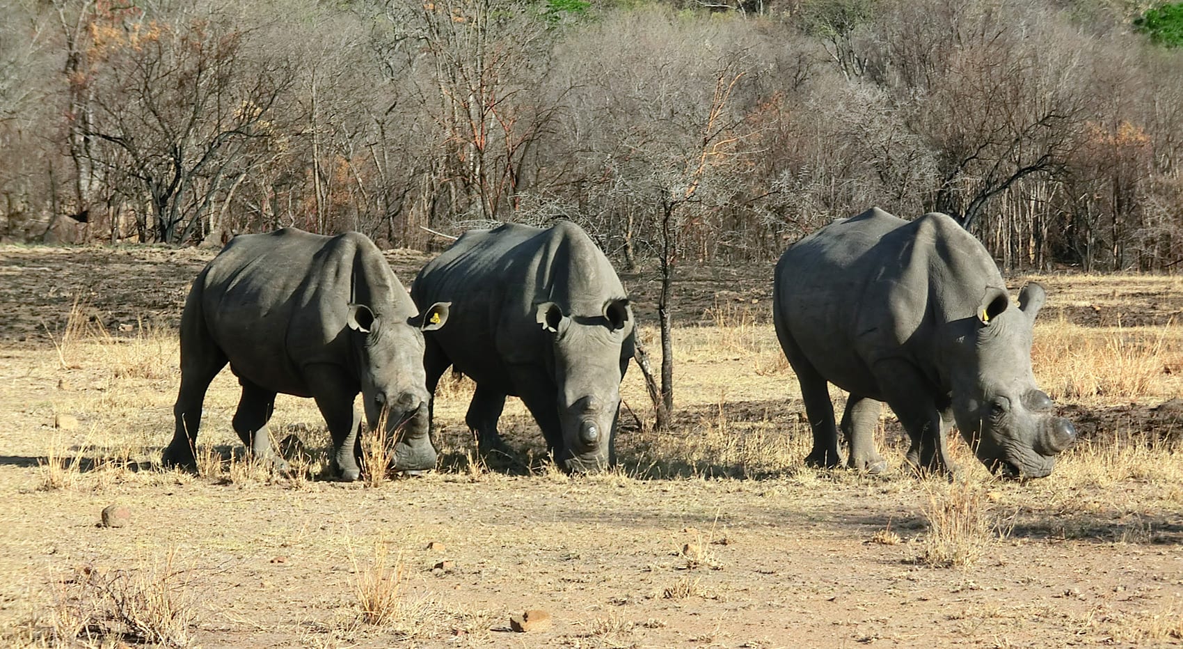 Wo am besten Nashöerner beobachten Matopo Nationalpark Simbabwe