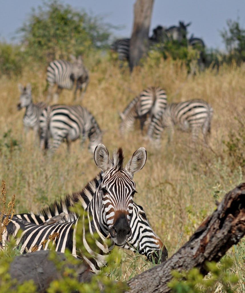 Highlight auf Ruanda Reisen Akagera Nationalpark