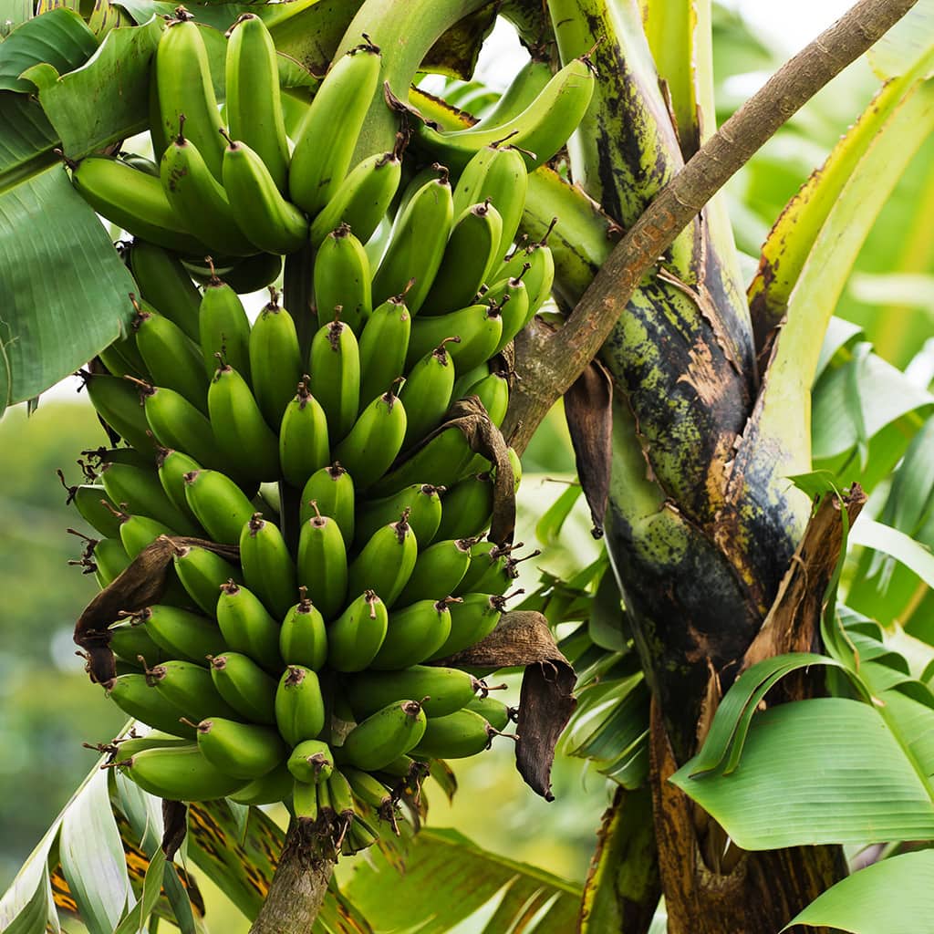 Bananen Gorilla Trekking Ruanda