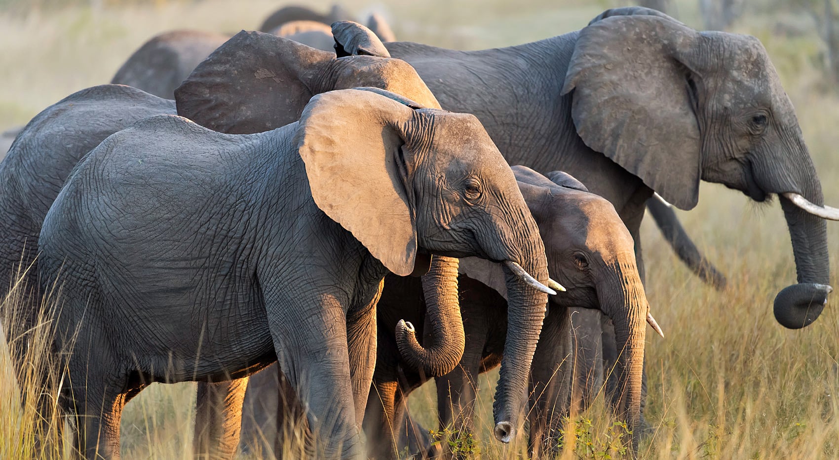 Bester Ort Big Five Sichtung Elefant Botswana