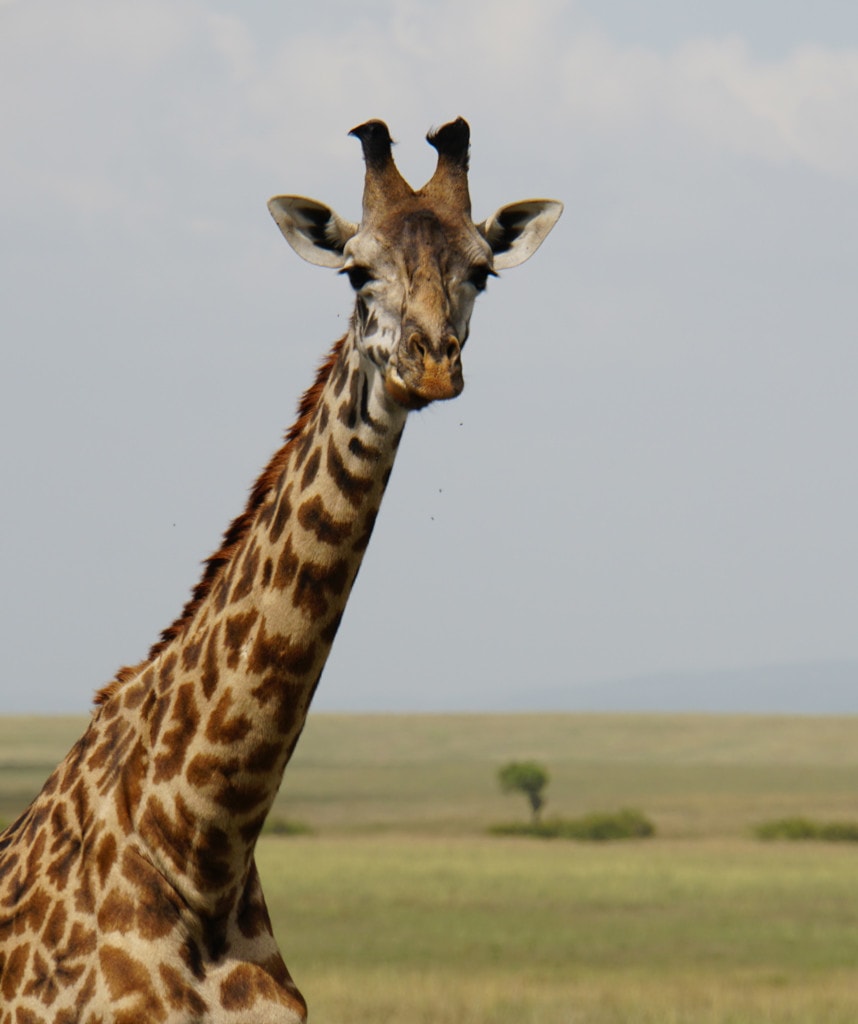 Giraffe Masai Mara Camping Safari Tansania & Kenia
