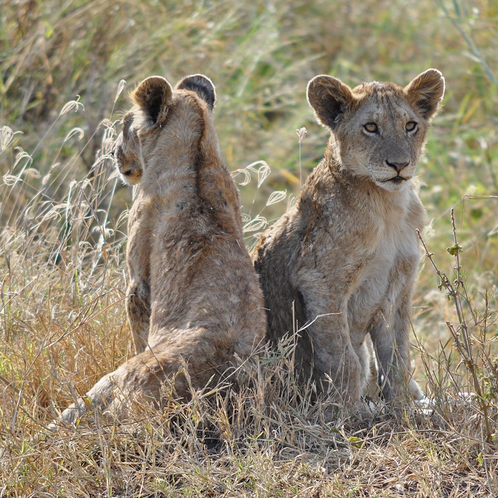 Loewen Camping Safari Kenia & Tansania