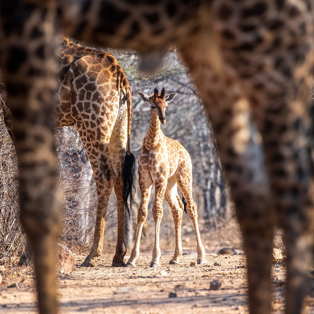 Safari Tour Krueger Nationalpark Gruppe