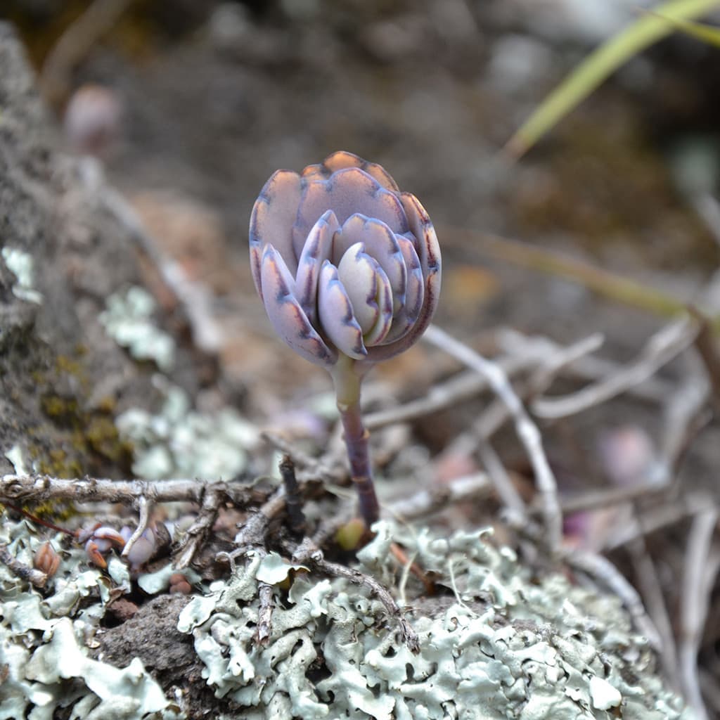 Wanderreise La Reunion Individuell