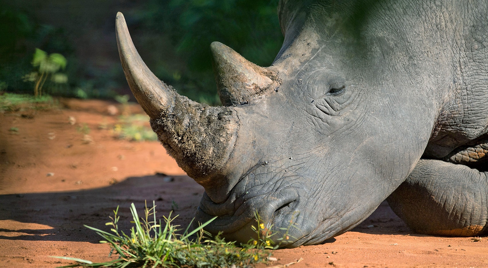Wo Rhino Nashörner beobachten Botswana