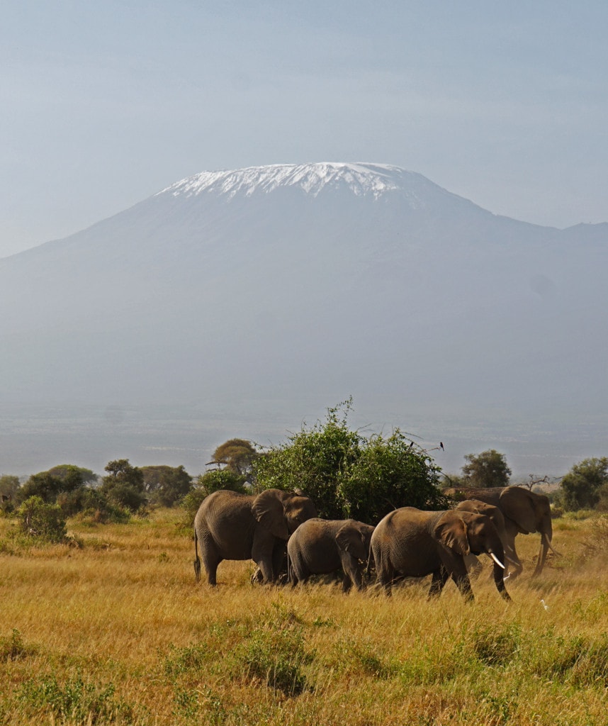 Amboseli Highlight Camping Safari Tansania & Kenia