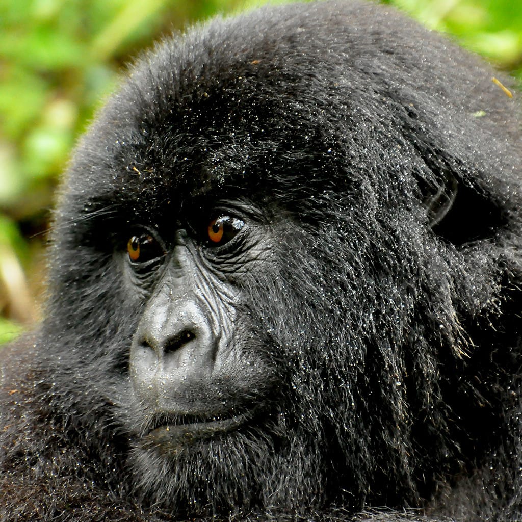 Berggorilla Gorilla Trekking Ruanda